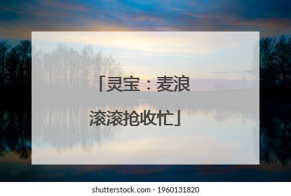 灵宝：麦浪滚滚抢收忙