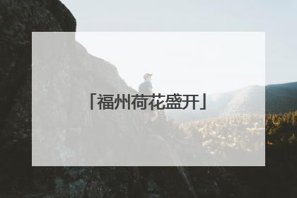 福州荷花盛开