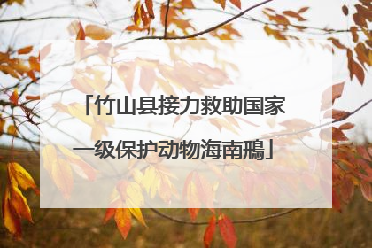 竹山县接力救助国家一级保护动物海南鳽
