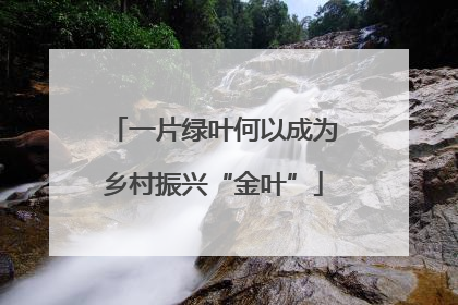 一片绿叶何以成为乡村振兴“金叶”