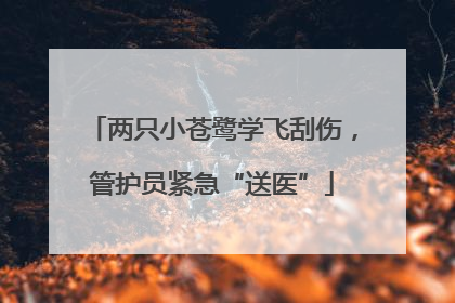 两只小苍鹭学飞刮伤，管护员紧急“送医”