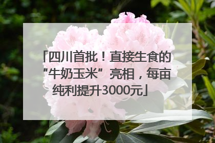 四川首批！直接生食的“牛奶玉米”亮相，每亩纯利提升3000元