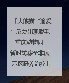 大熊猫“渝爱”反复出现脱毛 重庆动物园：暂时转移至非展示区静养治疗