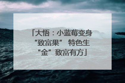 大悟：小蓝莓变身“致富果” 特色生“金”致富有方