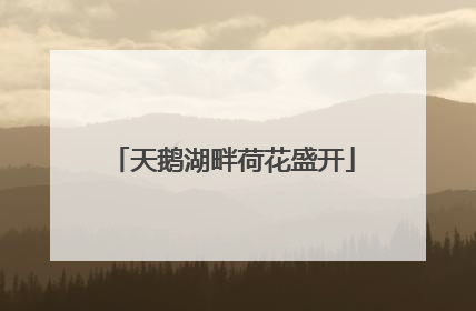 天鹅湖畔荷花盛开