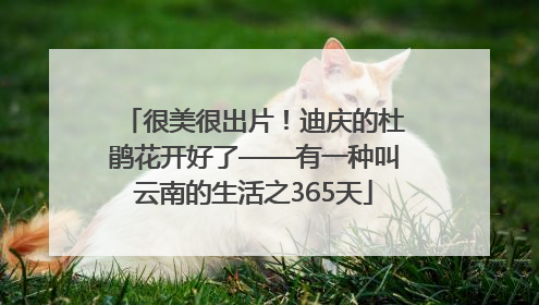 很美很出片！迪庆的杜鹃花开好了——有一种叫云南的生活之365天