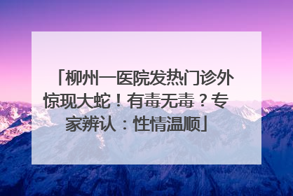 柳州一医院发热门诊外惊现大蛇！有毒无毒？专家辨认：性情温顺