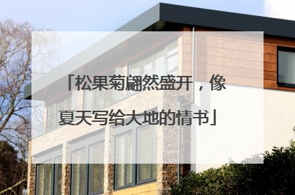松果菊翩然盛开，像夏天写给大地的情书