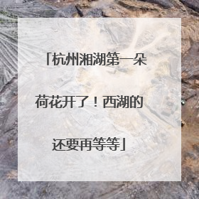 杭州湘湖第一朵荷花开了！西湖的还要再等等