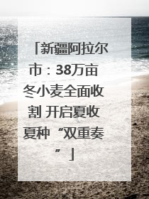 新疆阿拉尔市：38万亩冬小麦全面收割 开启夏收夏种“双重奏”