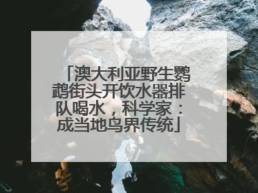 澳大利亚野生鹦鹉街头开饮水器排队喝水，科学家：成当地鸟界传统