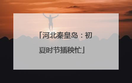 河北秦皇岛：初夏时节插秧忙