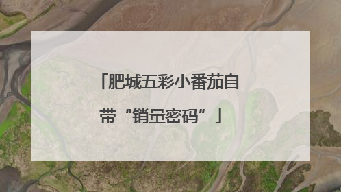 肥城五彩小番茄自带“销量密码”