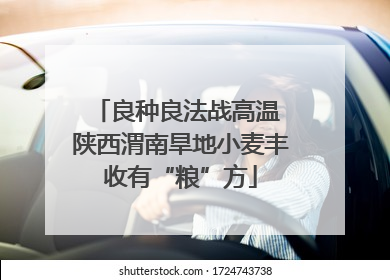 良种良法战高温 陕西渭南旱地小麦丰收有“粮”方