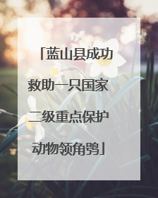 蓝山县成功救助一只国家二级重点保护动物领角鸮