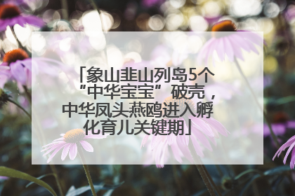 象山韭山列岛5个“中华宝宝”破壳，中华凤头燕鸥进入孵化育儿关键期