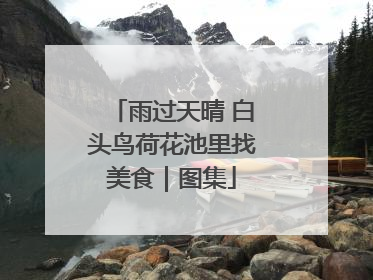 雨过天晴 白头鸟荷花池里找美食｜图集