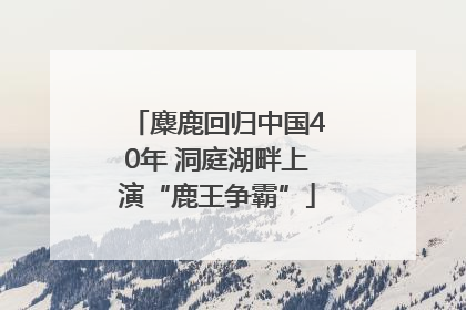 麋鹿回归中国40年 洞庭湖畔上演“鹿王争霸”