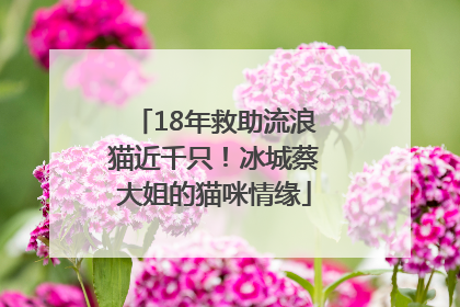 18年救助流浪猫近千只！冰城蔡大姐的猫咪情缘